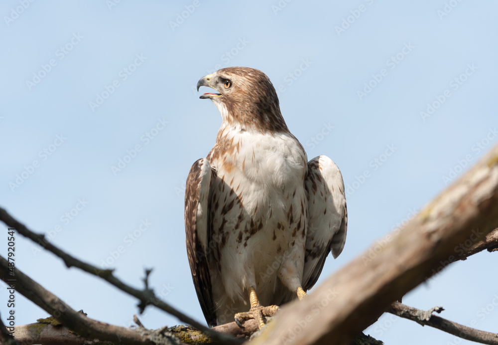 juvenile red-tailed hawk perched and sunbathing on a branch - buteo jamaicensis juvenile red-tailed hawk perched and sunbathing on a branch - buteo jamaicensis