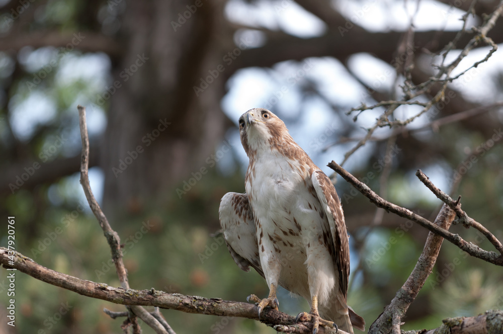 juvenile red-tailed hawk perched and sunbathing on a branch - buteo jamaicensis juvenile red-tailed hawk perched and sunbathing on a branch - buteo jamaicensis