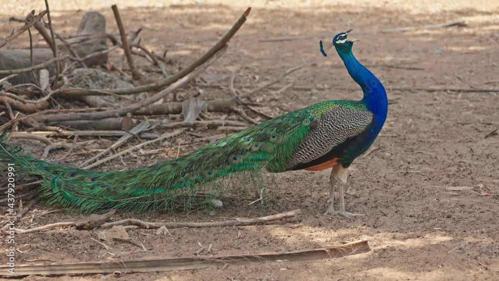 Male peacock standing on the ground and calls loudly Male peacock standing on the ground and calls loudly