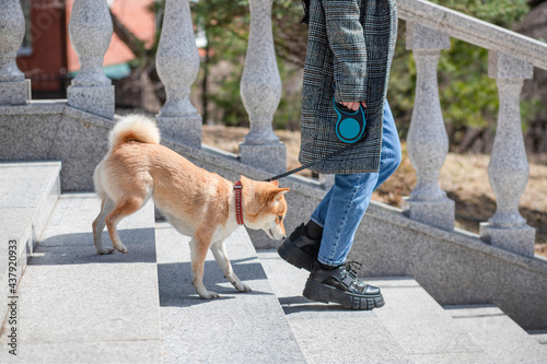 Adorable red Shiba Inu dog in a red collar goes down the stairs of a stone staircase next to its owner on a sunny summer day.