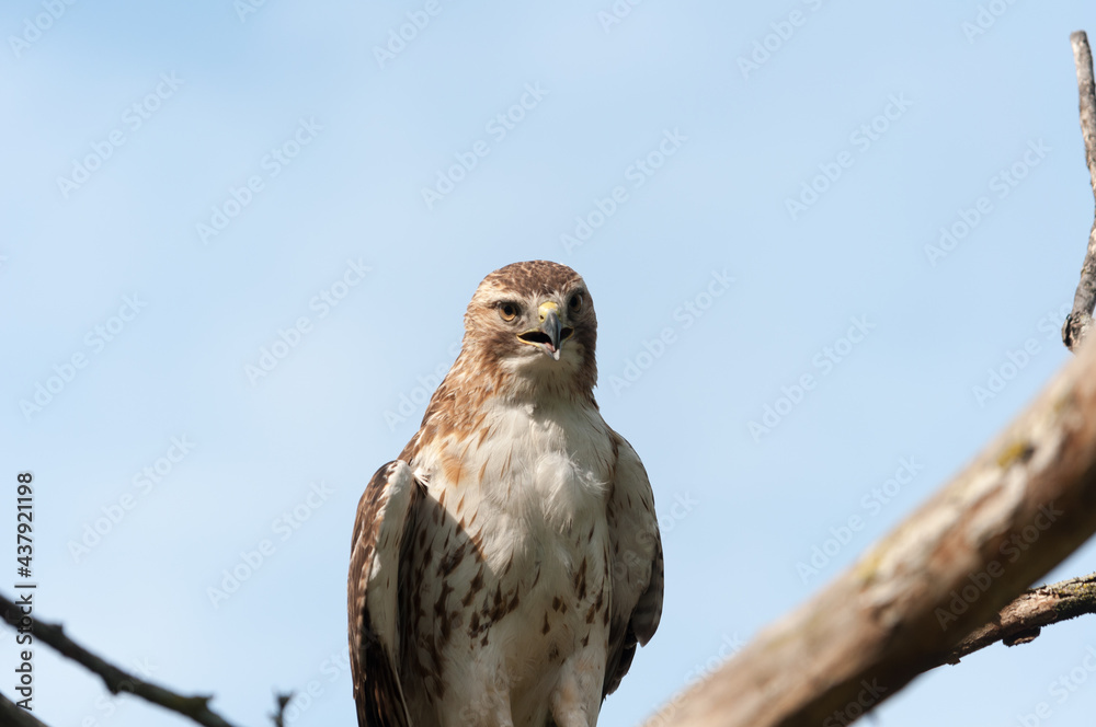juvenile red-tailed hawk perched and sunbathing on a branch - buteo jamaicensis juvenile red-tailed hawk perched and sunbathing on a branch - buteo jamaicensis