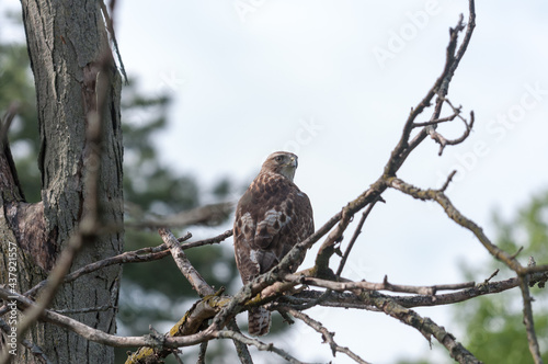 juvenile red-tailed hawk perched and sunbathing on a branch - buteo jamaicensis