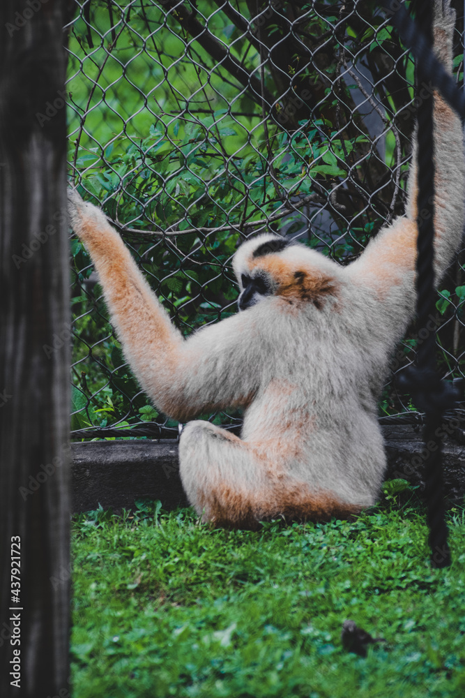 Naklejka premium Primate in zoo
