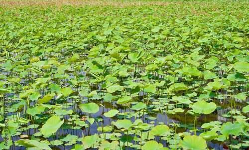 Many lotus leaves at Shinobazu pond in May.