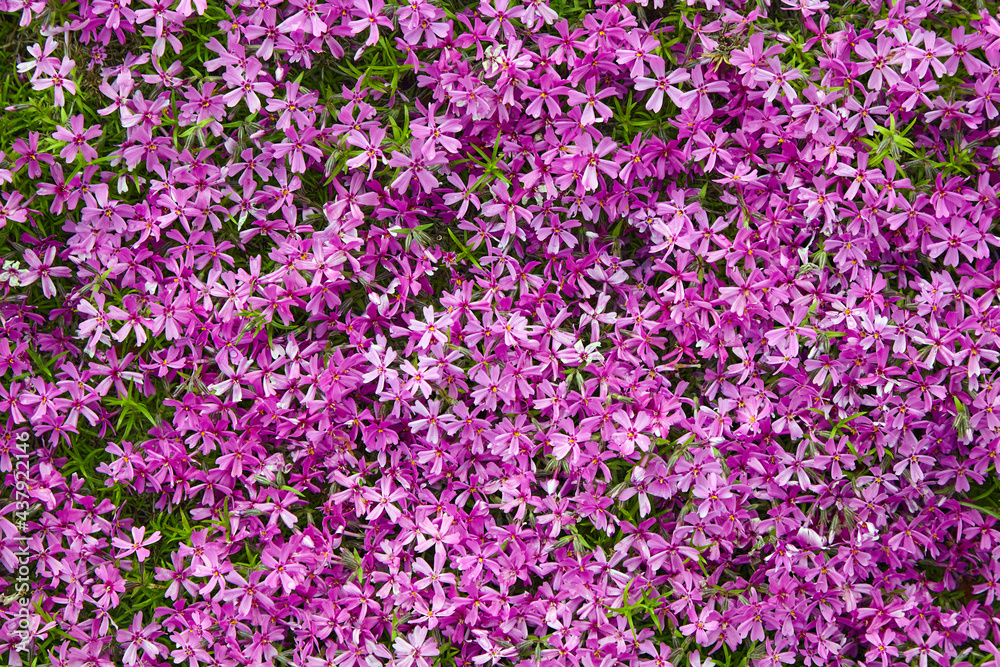 A flower bed with bright pink subulate phloxes A flower bed with bright pink subulate phloxes