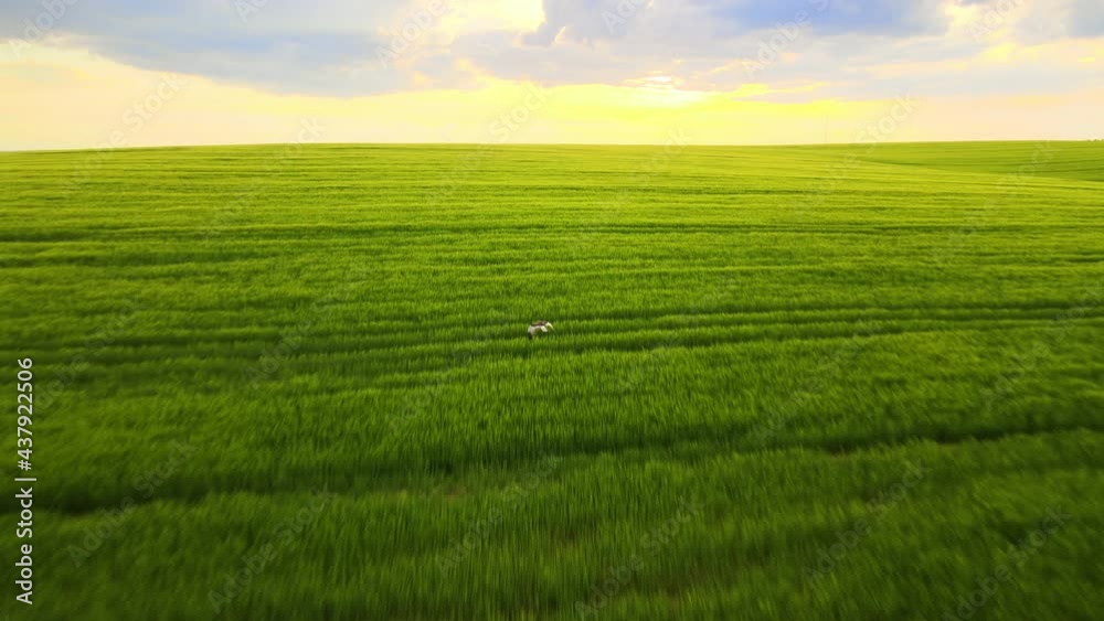 Aerial landscape view of wild bird flying over green cultivated agricultural fields with growing crops on bright summer evening. Aerial landscape view of wild bird flying over green cultivated agricultural fields with growing crops on bright summer evening.