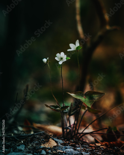 White flower in forest 