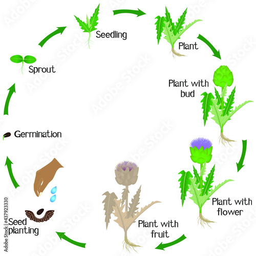 A growth cycle of artichoke plant on a white background.