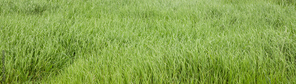 background of green grass field background of green grass field