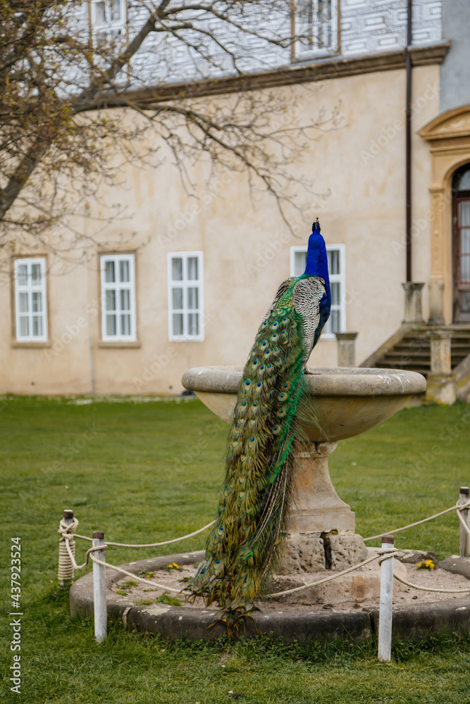 Obraz premium Closeup portrait of peacock with feathers walking in romantic park, bird with beautiful tail sitting on a stone bowl, pattern of colorful tail feathers eyes, garden near Castle Brandys nad Labem
