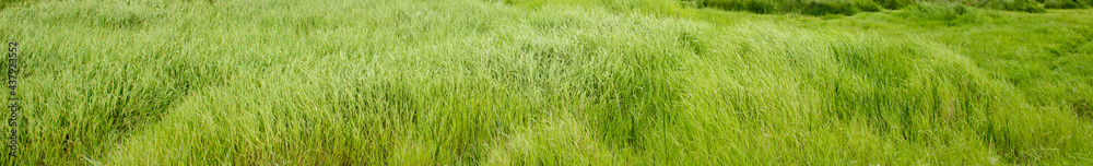 background of green grass field