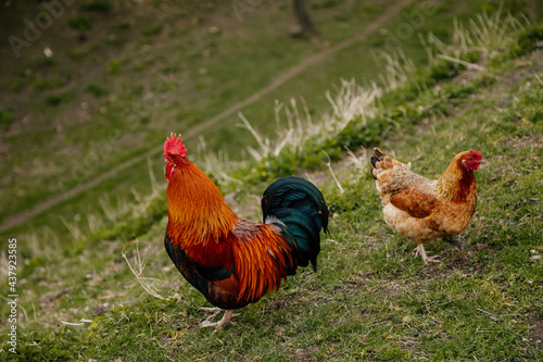 Close up of rooster with bright red comb and hen, mottled yellow and black beak, orange shiny brown feathers, blue-black tail plume pecking around on green grass, chicken in village, countryside © AnnaRudnitskaya