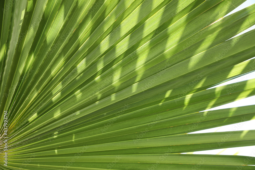 Obraz premium Closeup view of lush palm leaf as background