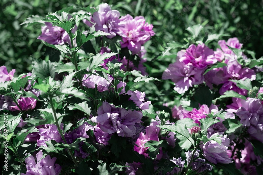 Close up view of  a magenta and purple bouquet of flowers