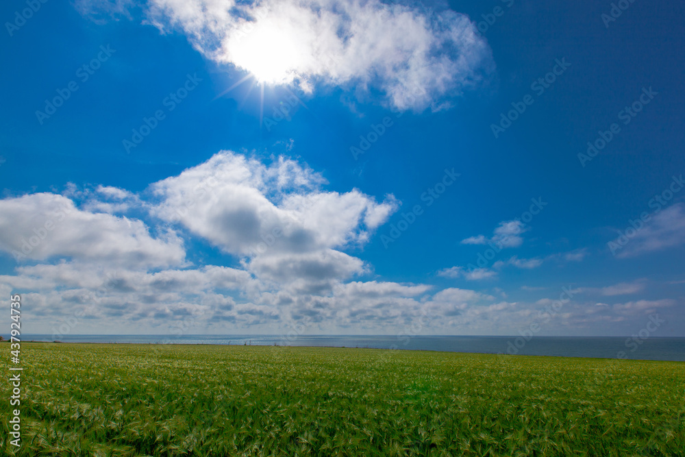 field on a sunny day against the backdrop of a cloudy sky field on a sunny day against the backdrop of a cloudy sky