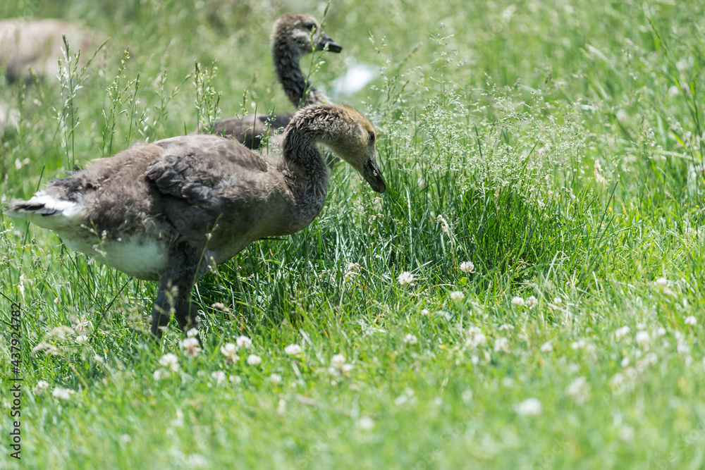 Canadian goose goslings begin to shed baby down - turning yellow to brown - shown eating grass Canadian goose goslings begin to shed baby down - turning yellow to brown - shown eating grass