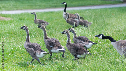 Canadian goose goslings begin to shed baby down - shown here being chased away by an adult goose
