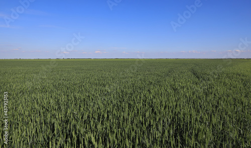 Green wheat plants field in early spring with clear blue sky