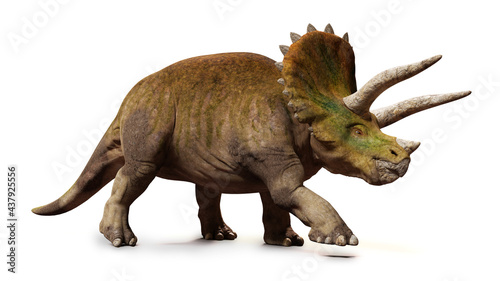 Triceratops horridus, walking dinosaur isolated with shadow on white background