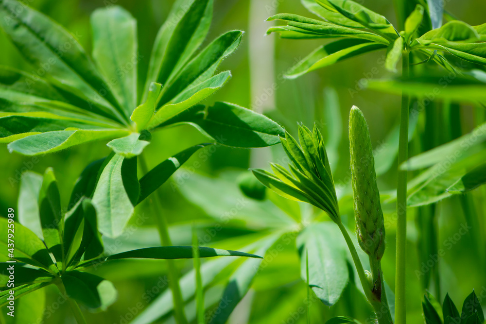 Obraz premium green leaves of Lupinus polyphyllus with soft sunlight in the garden, Large-leaved lupine, Vaste lupine, plant is a species of lupin, Nature floral background. green spring or summer background