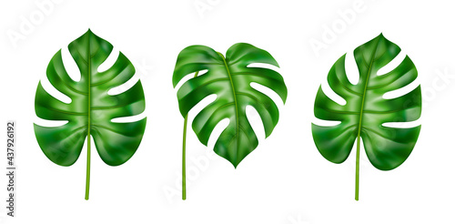 Exotic foliage of plants, houseplant in tropical style. Isolated leaves set in different positions. Summer and spring botany of jungles and subtropical climate forests. Realistic 3d cartoon vector