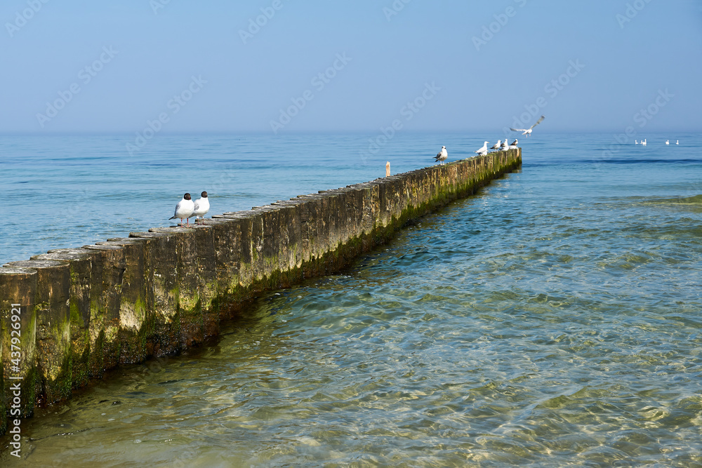 Terns sitting on a wooden breakwater on the coast of the Baltic Sea