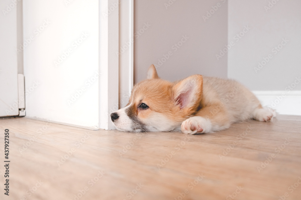 Pembroke Welsh Cute little sleepy Corgi puppy is lying on the couch. Top horizontal view copyspace pet taking care and adoption concept. Beautiful fluffy and furry puppy. Pembroke Welsh Cute little sleepy Corgi puppy is lying on the couch. Top horizontal view copyspace pet taking care and adoption concept. Beautiful fluffy and furry puppy.