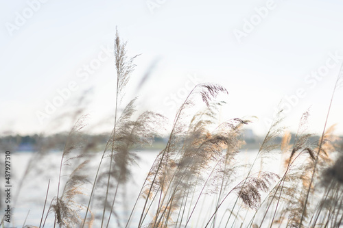 Pampas grass on the river in summer. Natural background of golden dry reeds against a blue sky. Selective focus. #437927310
