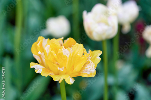 Bright flowers of tulips on a tulip field on a sunny morning