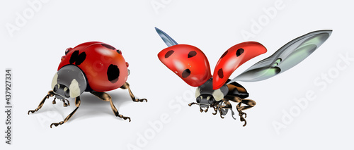 Realictic stand and flying ladybird isolated on white background. Macro image of an insect. Vector illustration © Andrey