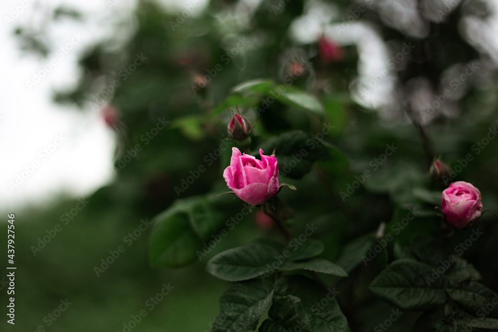 Obraz premium pink roses at the garden