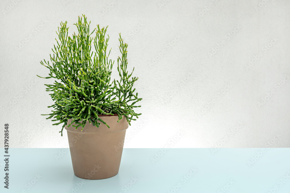 Pot with succulent plant on pale blue table Pot with succulent plant on pale blue table