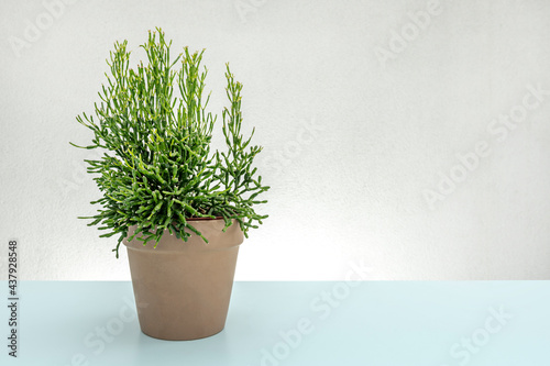 Pot with succulent plant on pale blue table