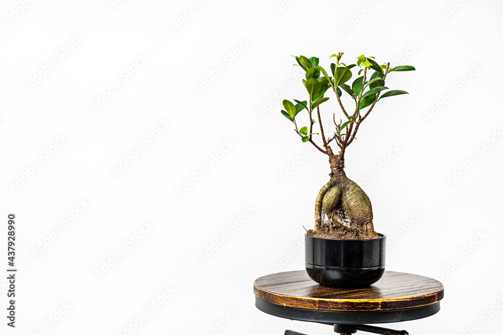 pot with ficus ginseng bonsai on industrial round stool