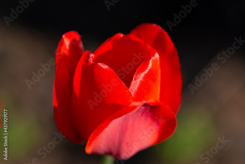 Red tulip close-up. A blooming red flower. Selective focus.The concept of flowering.