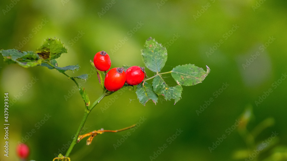 Red rose hips on bushes in forest on blurred background Red rose hips on bushes in forest on blurred background