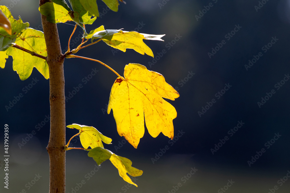 Obraz premium Autumn colorful leaves on a dark background in sunny weather