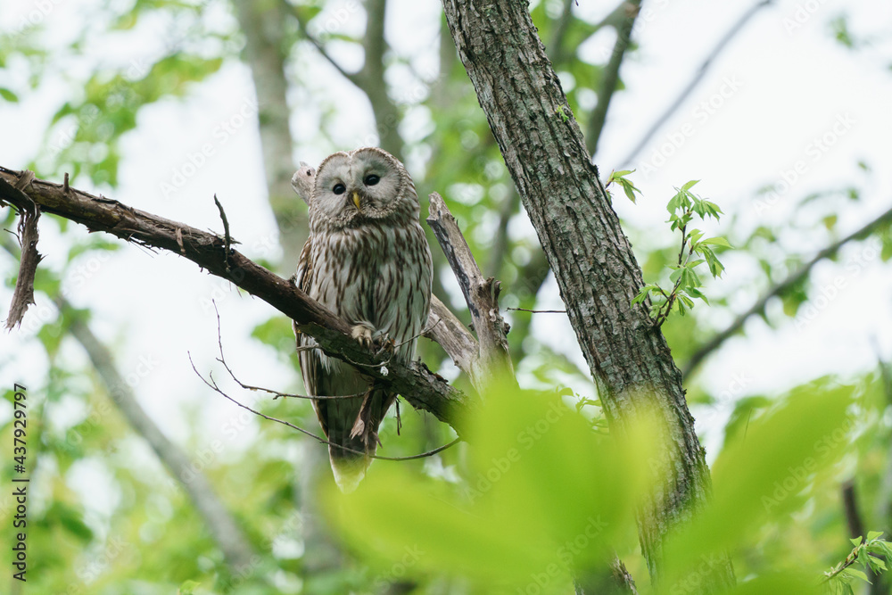 北海道 エゾフクロウ 北海道 エゾフクロウ
