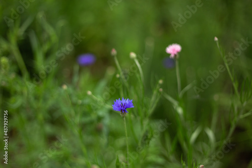 different flowers growing on the field © Надя Запара