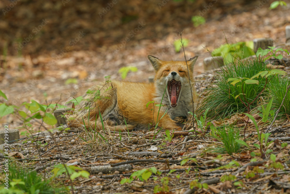 Obraz premium 北海道 キタキツネ