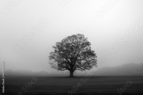 Lone bur oak tree in a field with morning fog on the eastern shore of maryland