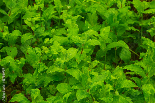 raindrops on forest plant petals 