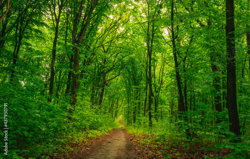 Fototapeta Naklejka Na Ścianę i Meble -  forest road along green trees 