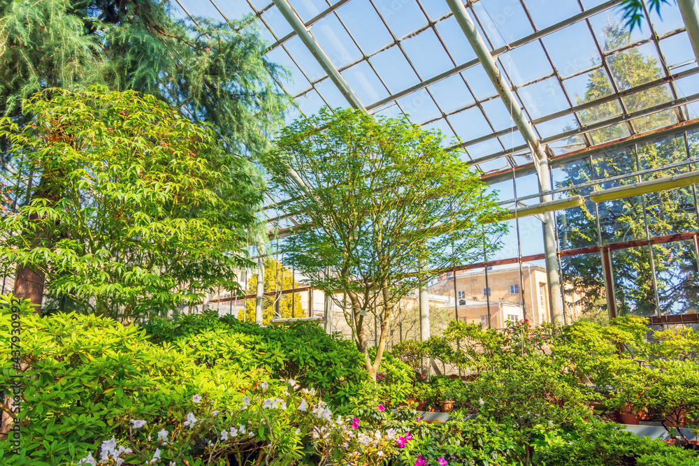 Japanese small-leaved maples and thickets of rhododendrons in the greenhouse.