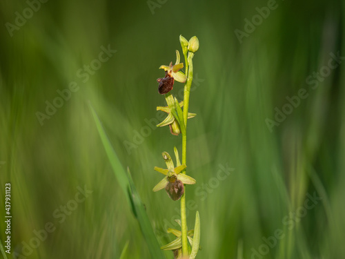 An early spider orchid on a sunny morning in spring © Stefan