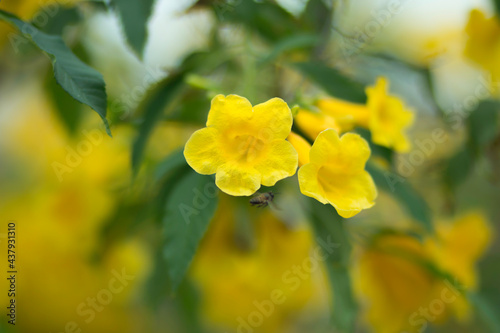 beautiful soft yellow flowers on natural background.