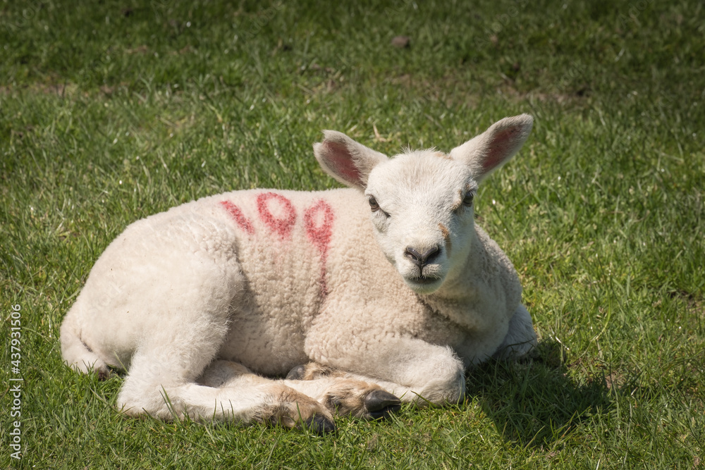 Fototapeta premium Newly born lamb in a field