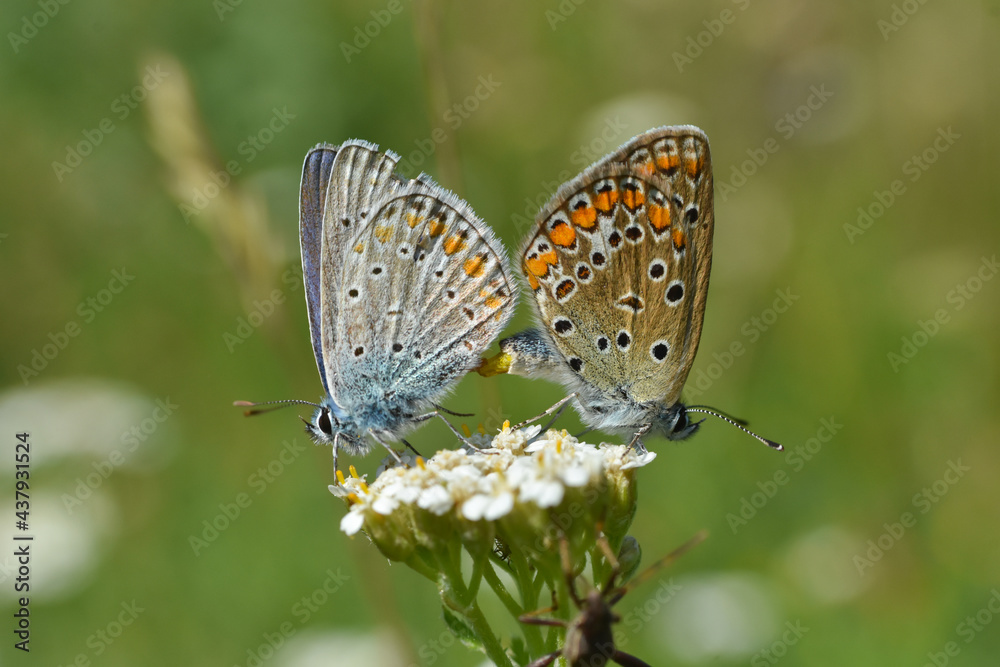 Mating Polyommatus icarus. A pair of Close Up beautiful Lovely mating Common Blue Butterflies Mating Polyommatus icarus. A pair of Close Up beautiful Lovely mating Common Blue Butterflies