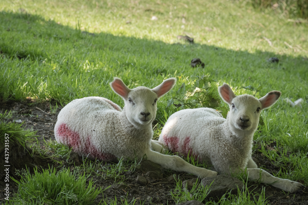 Fototapeta premium Two young lambs under a tree