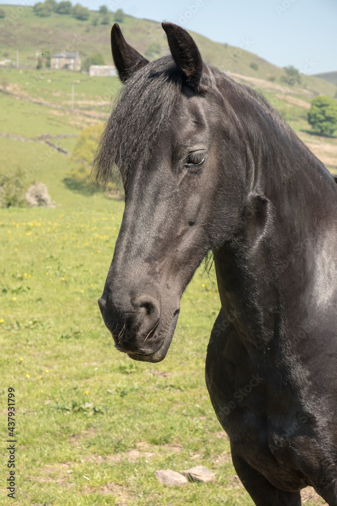 Close up of a black horse outdoors